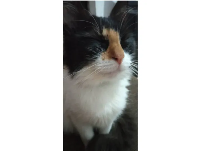 Gato raça SRD-ViraLata idade 5 anos nome Ludmilla 