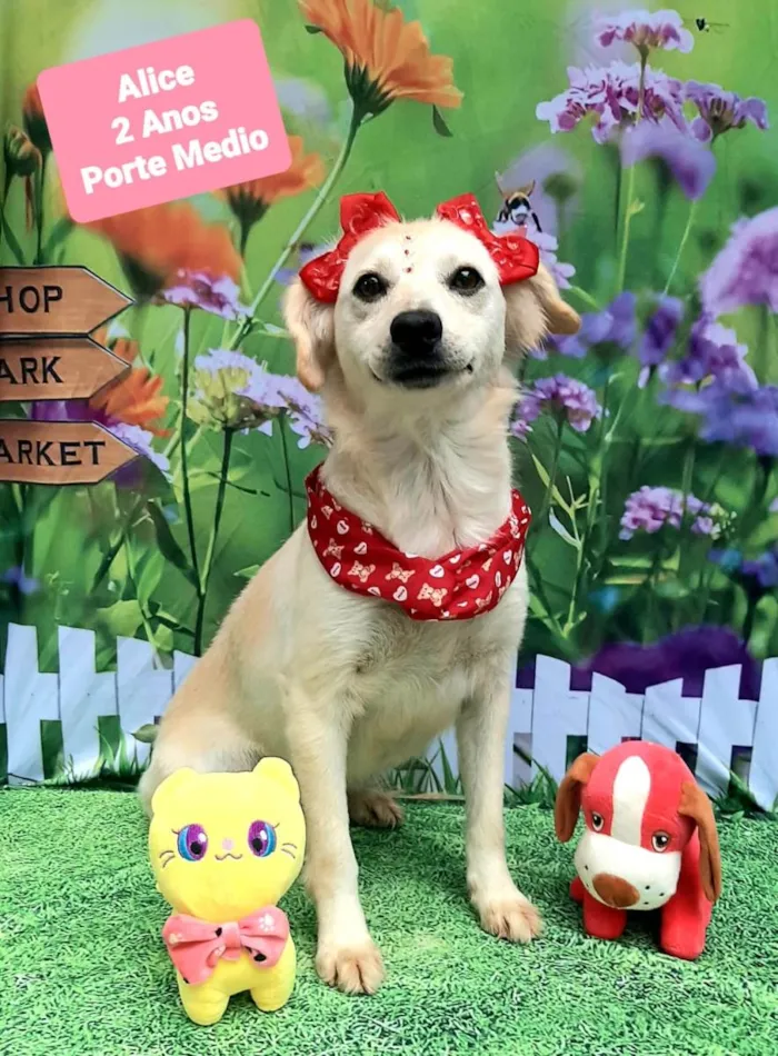 Cachorro raça SRD-ViraLata idade 2 anos nome Alice