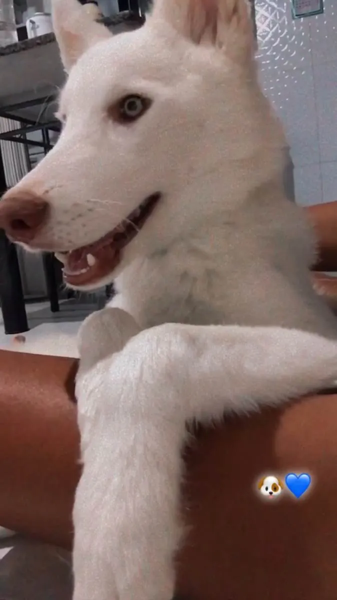 Cachorro ra a Husky Siberiano idade 7 a 11 meses nome Tobby