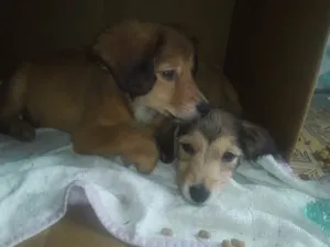 Cachorro raça SRD-ViraLata idade 2 a 6 meses nome sem nome