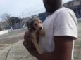 Cachorro raça SRD-ViraLata idade 2 a 6 meses nome sem nome