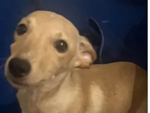 Cachorro raça SRD-ViraLata idade 2 a 6 meses nome Billy
