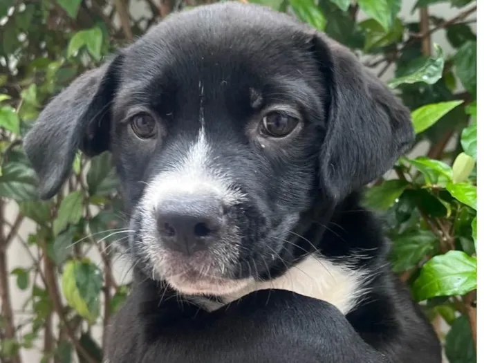 Cachorro raça SRD-ViraLata idade Abaixo de 2 meses nome Penny