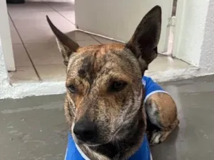 Cachorro raça SRD-ViraLata idade 1 ano nome Luizinho