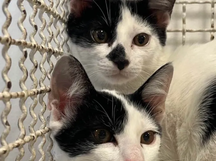 Gato raça SRD-ViraLata idade 2 a 6 meses nome Tommy e Lanny