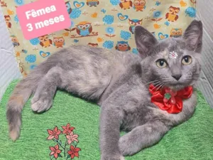 Gato raça SRD-ViraLata idade 2 a 6 meses nome Liz gato