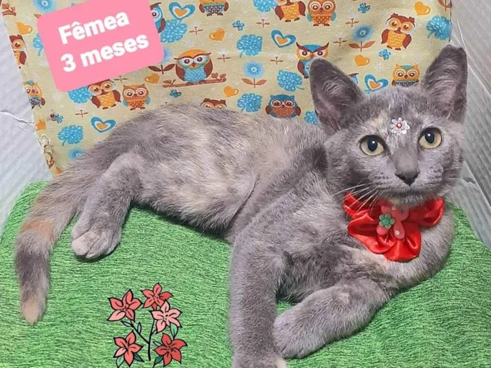Gato raça SRD-ViraLata idade 2 a 6 meses nome Liz gato