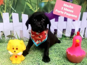 Cachorro raça SRD-ViraLata idade 2 a 6 meses nome Bolinha 