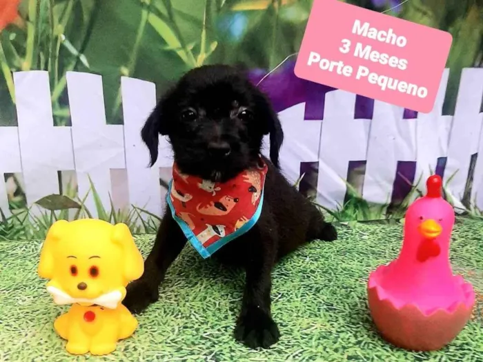 Cachorro raça SRD-ViraLata idade 2 a 6 meses nome Bolinha 