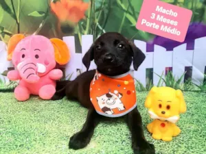 Cachorro raça SRD-ViraLata idade 2 a 6 meses nome Pretinho