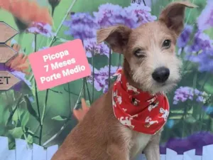 Cachorro raça SRD-ViraLata idade 7 a 11 meses nome Pipoca 