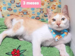 Cachorro raça SRD-ViraLata idade 2 a 6 meses nome Amarelinho gato