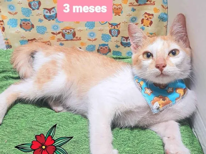 Cachorro raça SRD-ViraLata idade 2 a 6 meses nome Amarelinho gato