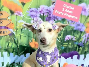 Cachorro raça SRD-ViraLata idade 2 anos nome Clarice 