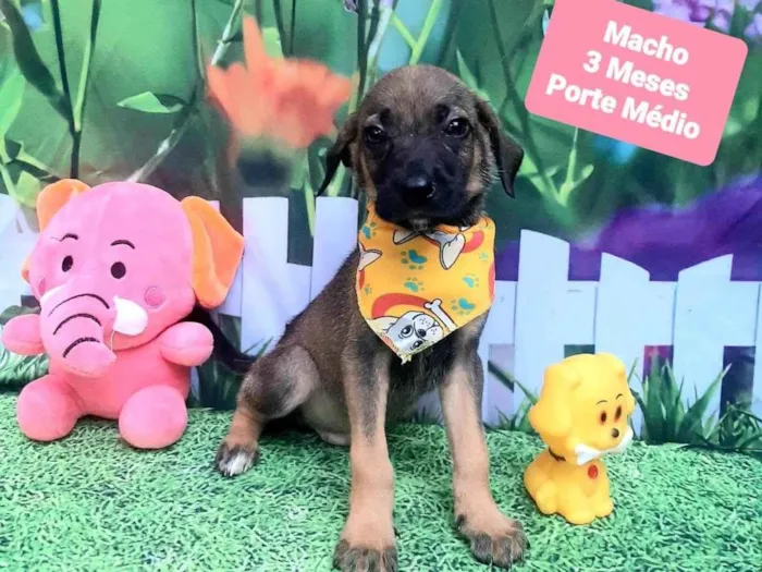 Cachorro raça SRD-ViraLata idade 2 a 6 meses nome Boston