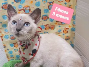 Gato raça SRD-ViraLata idade 2 a 6 meses nome Fiona gato