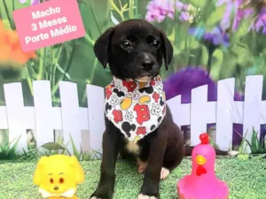 Cachorro raça SRD-ViraLata idade 2 a 6 meses nome Cleiton 