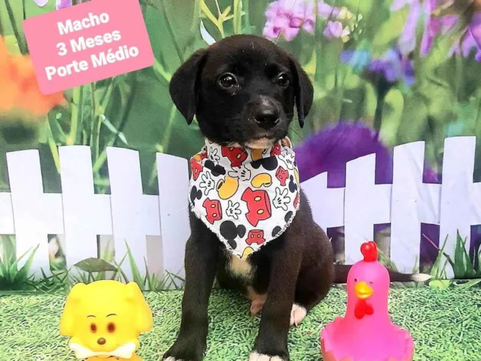 Cachorro raça SRD-ViraLata idade 2 a 6 meses nome Cleiton 