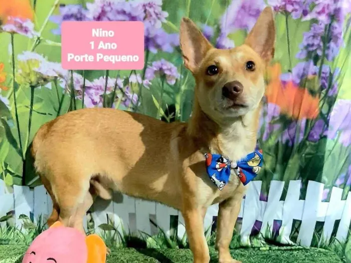 Cachorro raça SRD-ViraLata idade 1 ano nome Nino