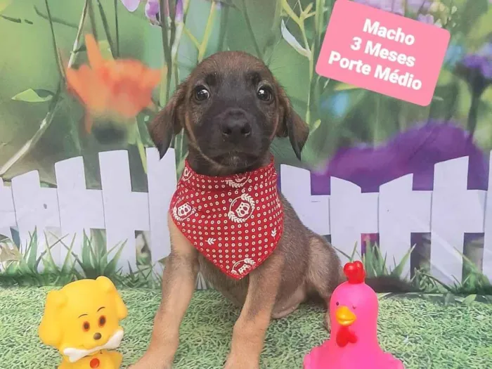 Cachorro raça SRD-ViraLata idade 2 a 6 meses nome Trevor 