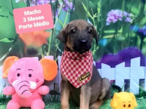 Cachorro raça SRD-ViraLata idade 2 a 6 meses nome Trovao