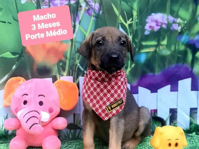 Cachorro raça SRD-ViraLata idade 2 a 6 meses nome Trovao