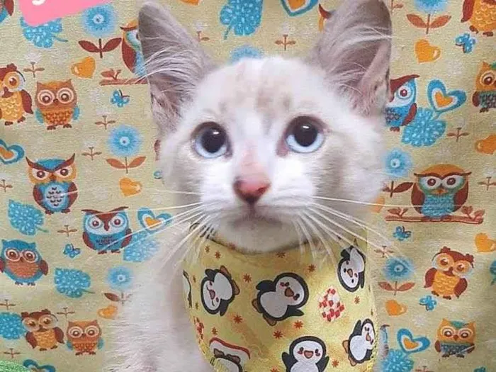 Cachorro raça SRD-ViraLata idade 2 a 6 meses nome Luz gato