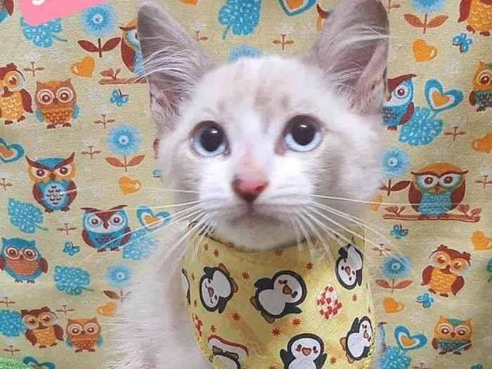 Cachorro raça SRD-ViraLata idade 2 a 6 meses nome Luz gato