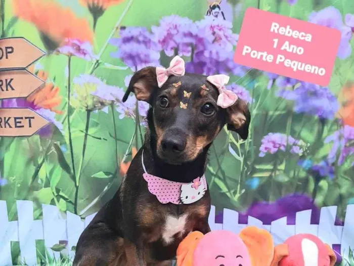 Cachorro raça SRD-ViraLata idade 1 ano nome Rebeca