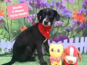 Cachorro raça SRD-ViraLata idade 2 a 6 meses nome Nicolas 