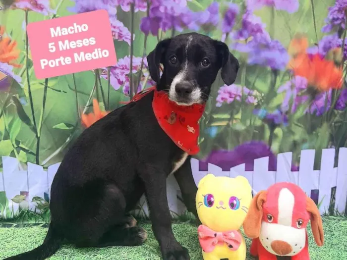 Cachorro raça SRD-ViraLata idade 2 a 6 meses nome Nicolas 