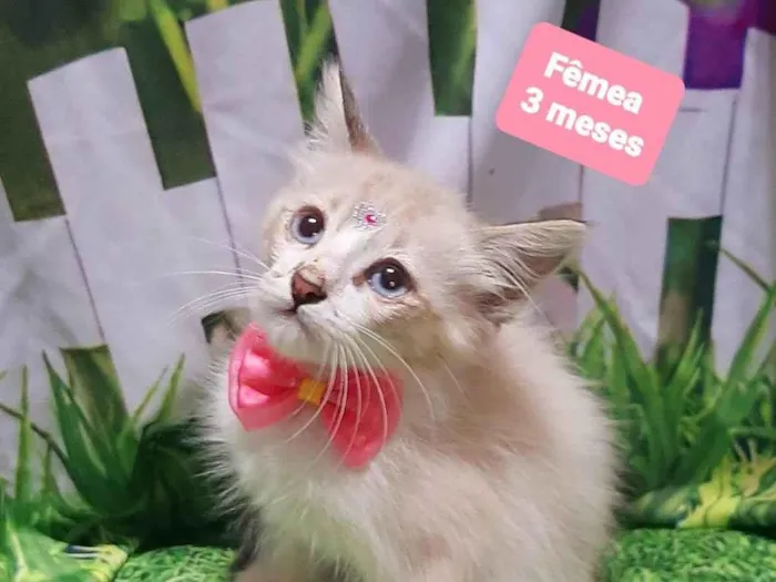 Gato raça SRD-ViraLata idade 2 a 6 meses nome Hello gato