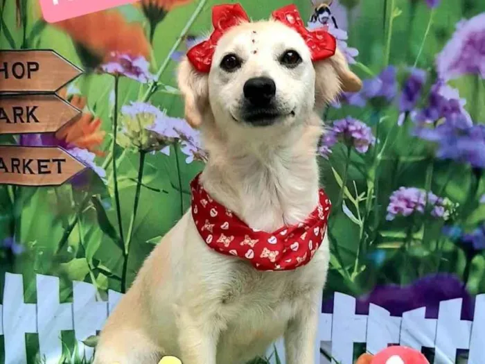 Cachorro raça SRD-ViraLata idade 2 anos nome Alice