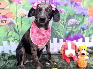 Cachorro raça SRD-ViraLata idade 2 anos nome Lara