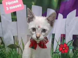 Gato raça SRD-ViraLata idade 2 a 6 meses nome Clara gato