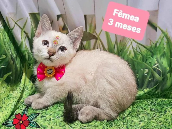 Filozinha gato