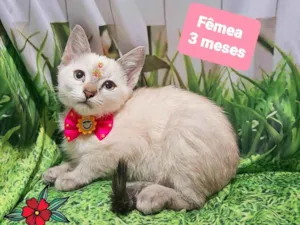 Gato raça SRD-ViraLata idade 2 a 6 meses nome Filozinha gato