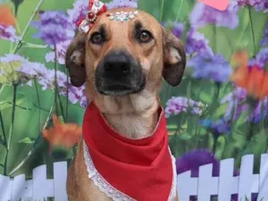 Cachorro raça SRD-ViraLata idade 2 anos nome Tina