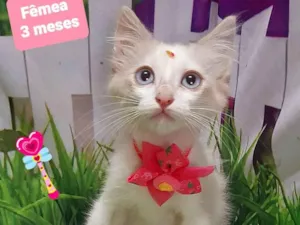 Gato raça SRD-ViraLata idade 2 a 6 meses nome Menininha gato
