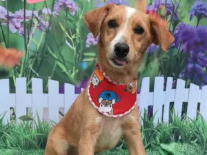 Cachorro raça SRD-ViraLata idade 7 a 11 meses nome Bartho