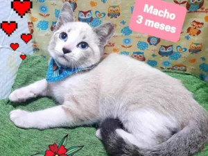 Gato raça SRD-ViraLata idade 2 a 6 meses nome Rafa gato