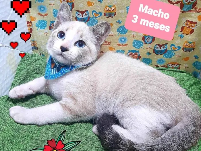 Gato raça SRD-ViraLata idade 2 a 6 meses nome Rafa gato