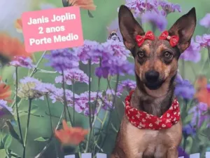 Cachorro raça SRD-ViraLata idade 2 anos nome Janis joplin