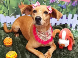 Cachorro raça SRD-ViraLata idade 6 ou mais anos nome Nina