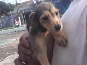 Cachorro raça SRD-ViraLata idade 2 a 6 meses nome sem nome