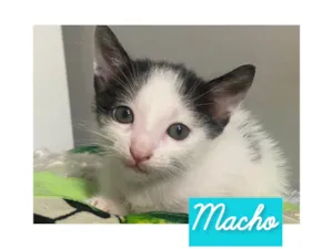Gato raça  idade Abaixo de 2 meses nome Sem nome 