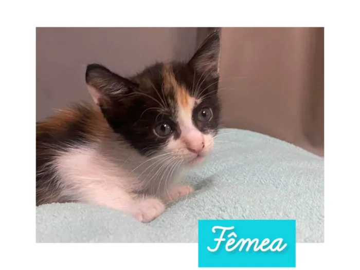 Gato ra a  idade Abaixo de 2 meses nome Sem nome 