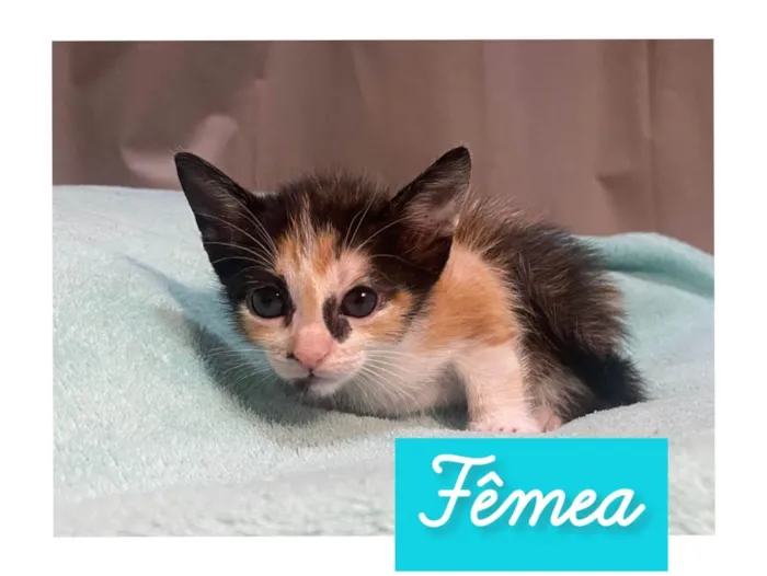Gato ra a  idade Abaixo de 2 meses nome Sem nome 