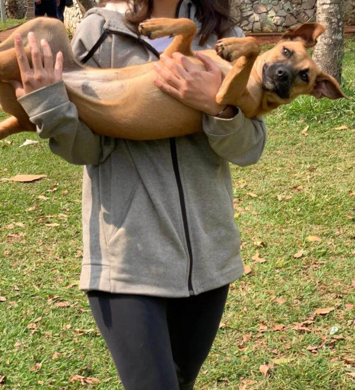 Cachorro ra a Caramelo s2 idade 1 ano nome Franchesca