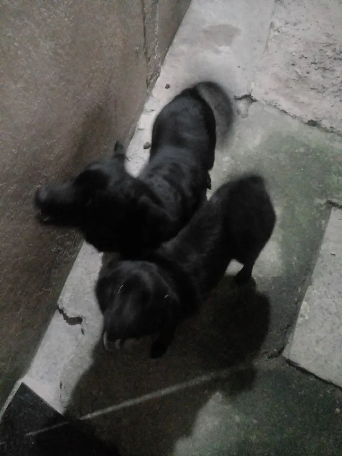 Cachorro raça Shaowshaow com Viralatas  idade 1 ano nome Til